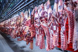 Zahl der Schweineschlachtungen wieder leicht gestiegen