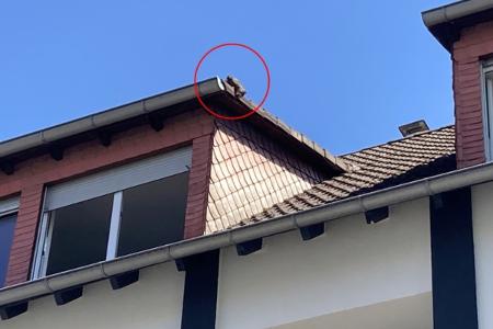 Tierischer Einsatz - Katze auf dem Dach