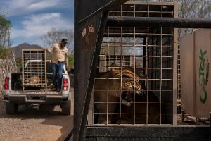 700 Wildtiere ziehen wegen Gewalt in Mexiko um