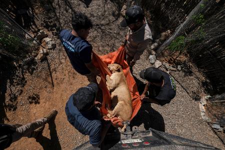 Hunderte Löwen, Elefanten und Tiger bekommen in der Stadt Mazatlán ein neues Zuhause.