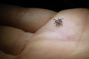 Zeckenzeit: Wie erkenne ich Borreliose?
