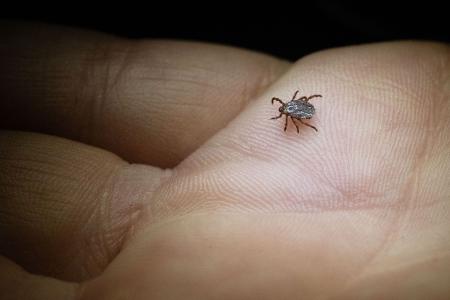 Zeckenzeit: Wie erkenne ich Borreliose?