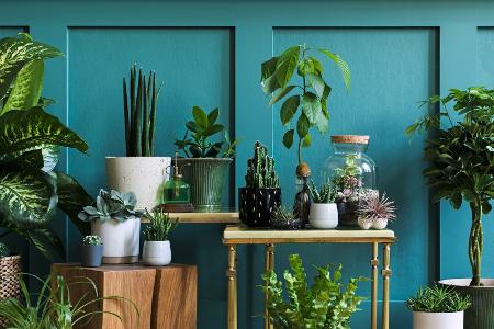 Urban Jungle