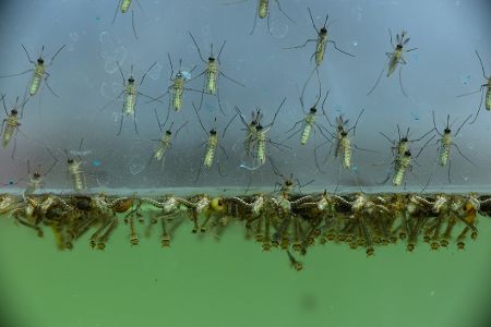 Mückenlarven unter der Wasseroberfläche