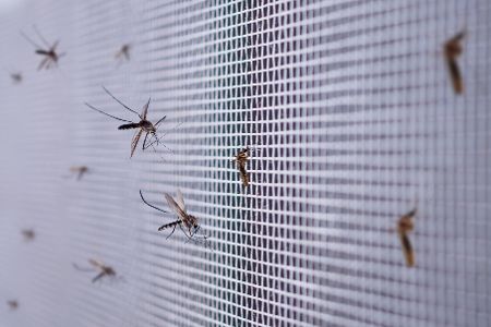 Mückennetz mit vielen Mücken drauf