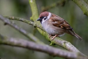 "Stunde der Gartenvögel": So wenige Vögel wurden noch nie gezählt