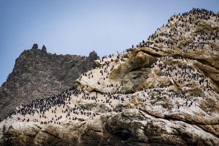 Farallon-Inseln
