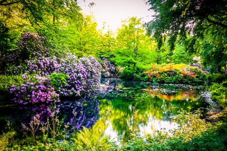 Rhododendronbüsche an einem Wasser im Bremer Rhododendronpark