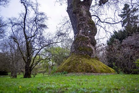 Stamm eines Tulpenbaums im Exotischen Garten in Stuttgart
