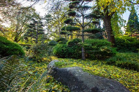 Exotische Bäume im Loki-Schmidt-Garten in Hamburg
