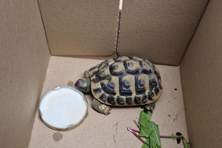 Schildkröte Schildkröte