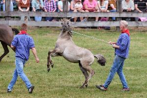 Wildpferdefang bei Dülmen: 26 Junghengste gefangen