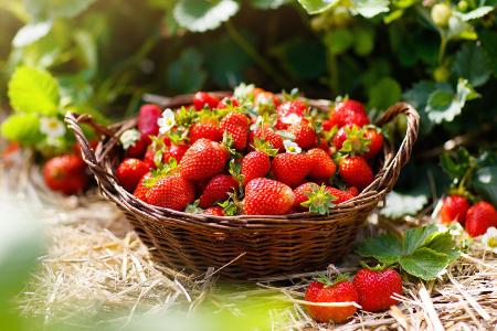 Erdbeeren