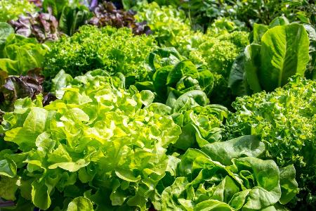 Salat: Eisberg, Rucola, Kopf