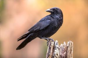 So unterscheidet man heimische Vögel voneinander