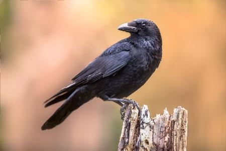 So unterscheidet man heimische Vögel voneinander