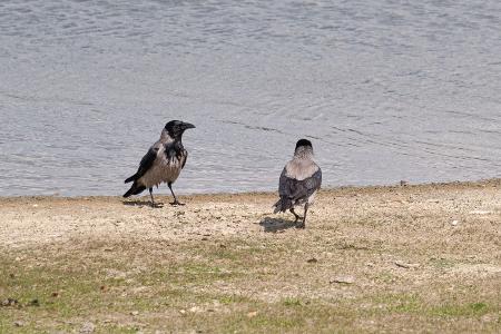 Nebelkrähe