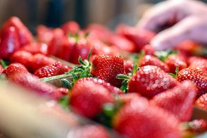 Erdbeeren zu Saison-Tiefpreisen - so viel kostet die Schale
