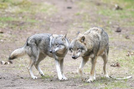 Die EU-Länder haben die Änderung des Schutzstatus des Wolfes angenommen. (Archivbild) Die EU-Länder haben die Änderung des Schutzstatus des Wolfes angenommen. (Archivbild)