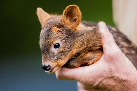Süßer Südpudu-Nachwuchs: Das weibliche Südpudu Baby „Adora“ wird von einem Pfleger im Kölner Zoo gehalten. Südpudus gehören zu den Hirschen.