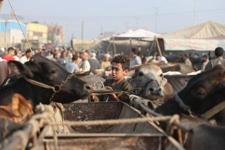 Ein Junge steht neben Rindern auf dem Viehmarkt vor dem Eid al-Adha.