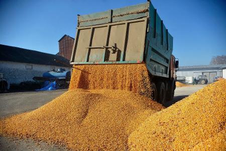 Agrarexporte der Ukraine haben für Unmut bei Bauern in der EU gesorgt. (Archivbild) Agrarexporte der Ukraine haben für Unmut bei Bauern in der EU gesorgt. (Archivbild)