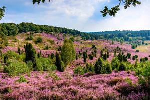 8 Gratis-Stellplätze in der Lüneburger Heide