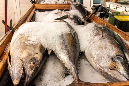 Belasteter Fisch