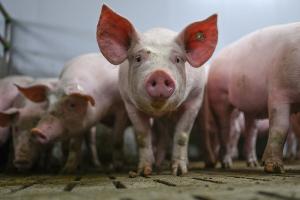 Warteschleife für das staatliche Tierhaltungslogo