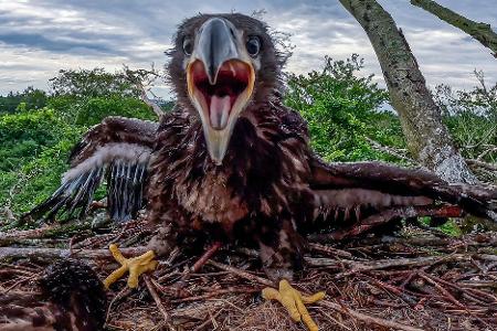 Ein junger Seeadler sitzt in seinem Horst auf einer Buche in 35 Metern Höhe. Gleich wird er von Tierschützen zum Untersuchen und Beringen für einige Minuten aus dem Horst geholt.