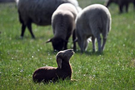 Kleinere Tiere wie Lämmer kann ein Goldschakal leicht erbeuten. (Symbolbild) Kleinere Tiere wie Lämmer kann ein Goldschakal leicht erbeuten. (Symbolbild)
