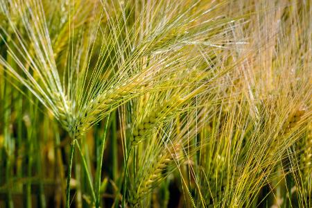 Einkorn