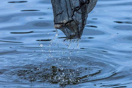 Mit einem Kescher wird ein geangelter Fisch am Ufer des Pfaffenteichs im Stadtzentrum von Schwerin aus dem Wasser geholt. 