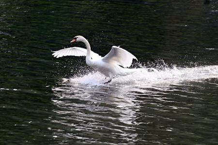 Ein Schwan landet im Decksteiner Weiher. 