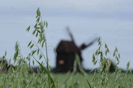 Hafer steht auf einem Feld bei Tiefensee in Nordsachsen unweit einer Windmühle. Am Pfingstmontag wird in Deutschland traditionell der Deutsche Mühlentag begangen.