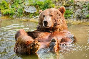 Campingplätze für Wildlife-Fans