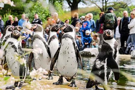 Tierpark Sababurg
