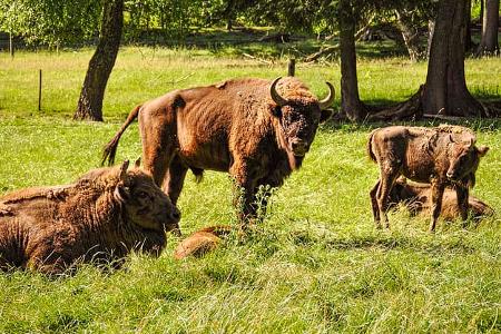 Wildpark Gersfeld