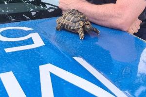 Landschildkröte auf Streifenwagen