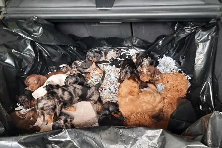 Bundespolizei Waidhaus rettet 20 Hundewelpen aus Kofferraum Bundespolizei Waidhaus rettet 20 Hundewelpen aus Kofferraum