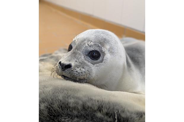 Die Seehundstation kümmert sich jedes Jahr um mehr als 150 kranke, mutterlose oder verletzte Seehunde.