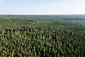 Neuer "Weckruf" für die gestressten Wälder