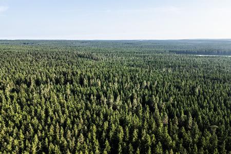 Der Wald in Deutschland bleibt laut einem neuen Bericht unter Der Wald in Deutschland bleibt laut einem neuen Bericht unter