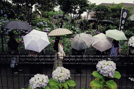 Menschen stehen Schlange, um blühende Hortensien im Regen am Hakusan-Schrein zu betrachten, zu Beginn der Regenzeit in Tokio.