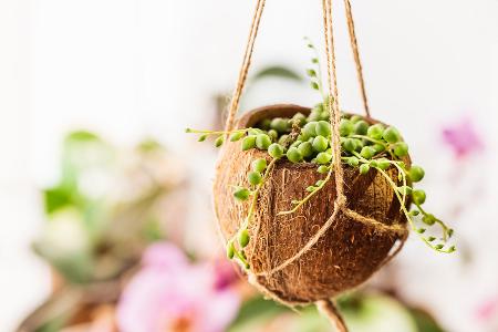DIY-Blumenampeln