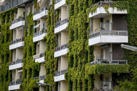 Grünpflanzen schaffen Verdunstungskühle - auch wilder Wein wie hier an einer Fassade in Berlin. 