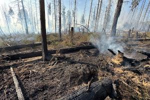 Erste Folgemeldung Waldbrand Möhnesee