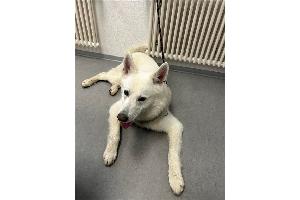 Freilaufender Hund aufgefunden - Eigentümer gesucht