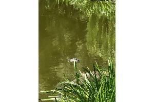Falscher Alligator sorgt für Aufsehen an Berliner Teich