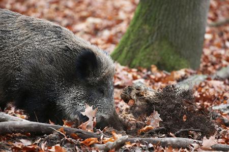Erstmals Afrikanische Schweinepest in NRW nachgewiesen